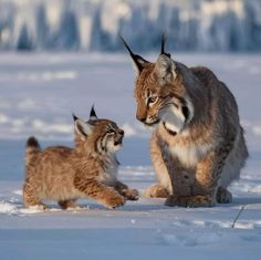 two small kittens playing with each other in the middle of some snow covered ground