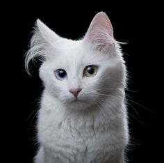 a white cat with blue eyes looking at the camera