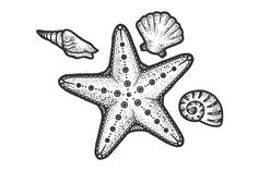 a starfish and shells on a white background