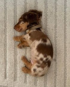 a small brown and white dog laying on top of a carpet next to a wall