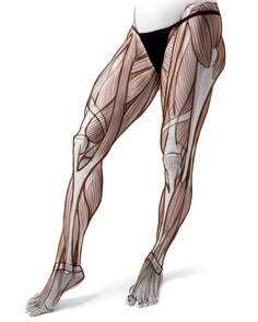 an image of a woman's legs and muscles