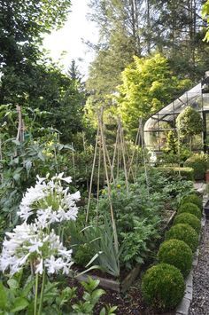 the garden is full of flowers and plants