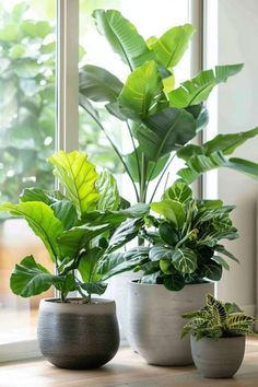 three potted plants sitting on top of a wooden table next to a large window