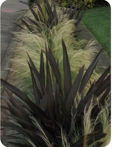 some very pretty plants by the side of the road with grass growing in front of them