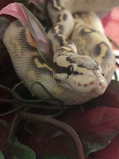 a close up of a snake on some leaves