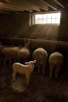 there are many sheep in the barn together