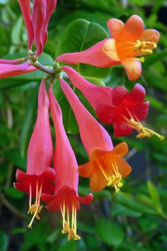 red and orange flowers with green leaves in the background