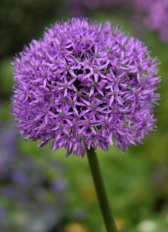 a purple flower is growing in the grass