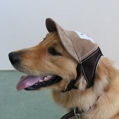 a dog with a hat on his head