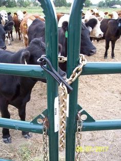 several cows are standing in a pen with chains on them and one is looking at the camera