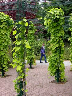 a man walking through a lush green garden