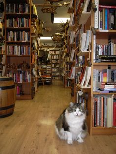 a cat is sitting in the middle of a library with bookshelves full of books