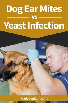 a man is grooming his dog's ears with blue gloves and the words dog ear mitts vs yeast infection