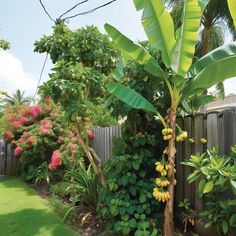 the garden is full of tropical plants and trees