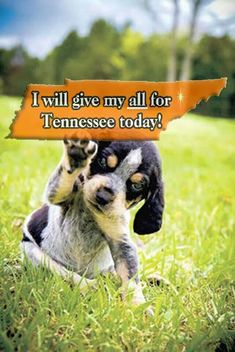 two dogs are playing in the grass with a sign that says i will give my all for tennessee today