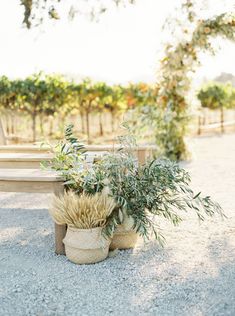 two potted plants sitting next to each other on a gravel ground near benches and trees