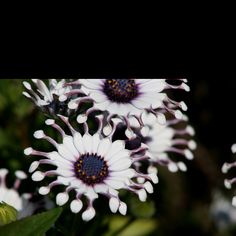 some white and purple flowers with green leaves