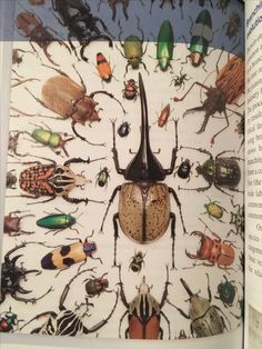 an open book with pictures of bugs on it