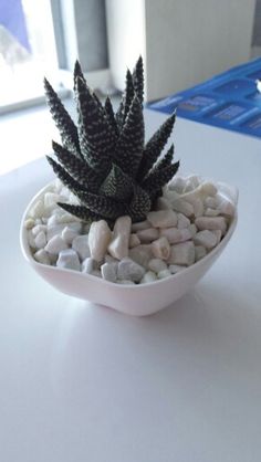 a small potted plant sitting on top of a white table next to some rocks