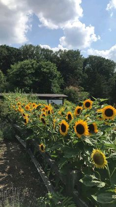 the sunflowers are blooming in the field