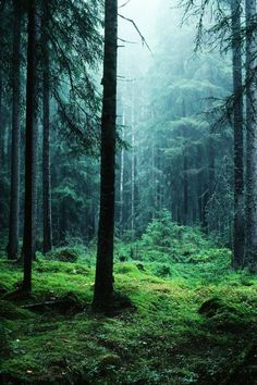 a forest filled with lots of tall trees and green mossy ground covered in fog