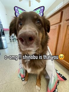 a brown dog with a butterfly on its head and the caption says, o - omg i shinobu is that you