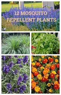 different types of flowers and plants with the words, 12 mosquito repellent plants