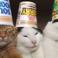 three cats wearing party hats on top of each other