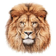 a drawing of a lion's face on a white background