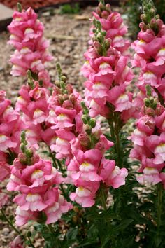 pink flowers are blooming on the ground in front of some rocks and gravels