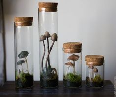 three glass jars filled with mushrooms and moss