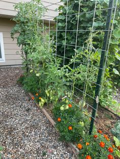 the garden is growing and ready to be planted by the side of the house,