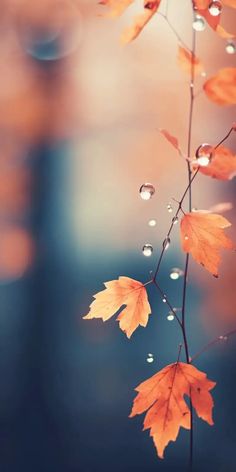 autumn leaves with drops of water on them are hanging from a twig in the foreground