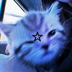 a white cat with a star on it's forehead looking out the car window