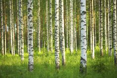 a grove of trees in the middle of a forest filled with green grass and tall white trunks