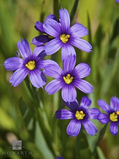 purple flowers with yellow stamens growing in the grass