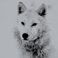 a black and white photo of a wolf looking at the camera with snow on its fur