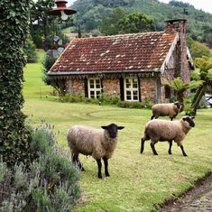 Abandoned Farmhouse, Sheep And Lamb, Natural Ventilation, Cottage Life, Farms Living, Ranch Life, Cottagecore Aesthetic, Black Sheep, Country Farm