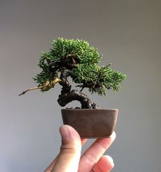 a person holding up a small bonsai tree