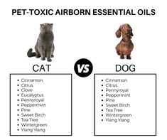 the differences between cat and dog are shown in this graphic above it's description