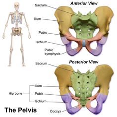 Question of the Day! What three bones make up the pelvic girdle? |MedicalTerminology4fun.com;image:Blausen 0723 Pelvis Pilates Anatomy, Pelvic Bone, Skeletal System, Musculoskeletal System