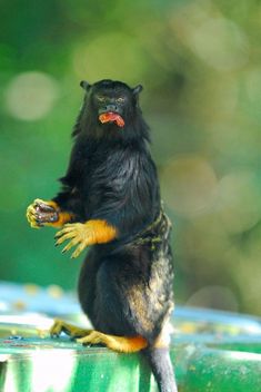 a small monkey sitting on top of a green table