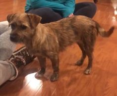 a brown dog standing on top of a wooden floor next to someone's feet