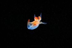 an orange and white fish floating in the dark water