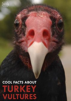 a close up of a bird with the caption cool fact about turkey vultures