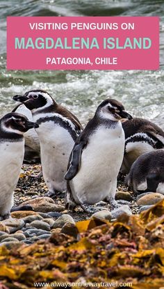 three penguins are standing on the beach with text overlay reading visiting penguins on magealena island patagonia, chile