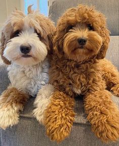 two brown and white dogs sitting on top of a gray couch next to each other