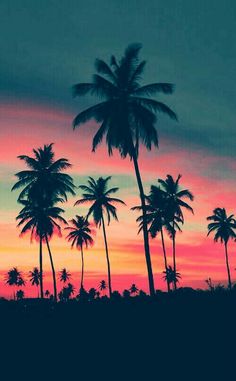 palm trees are silhouetted against a colorful sunset