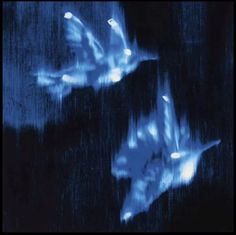 two blue birds flying in the sky at night