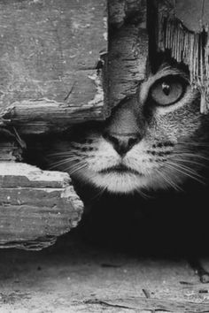 a black and white photo of a cat peeking out from behind a wooden door frame